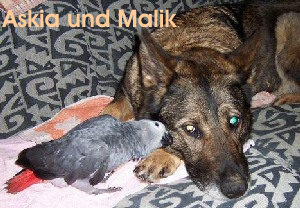 Askia und Malik