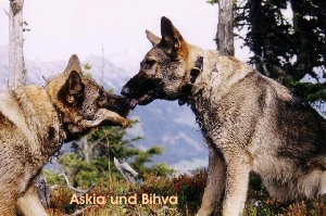 Askia und Bihva