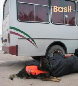 Basil im Iran